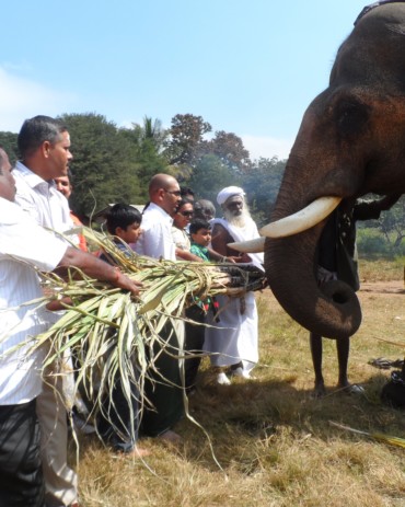 Elephant is fed with sugarcane